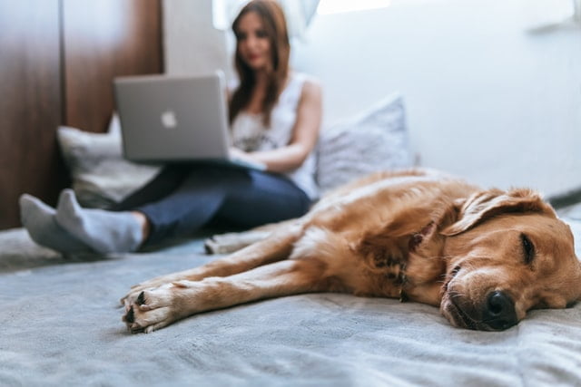 How to Finding a Pet-Friendly Home