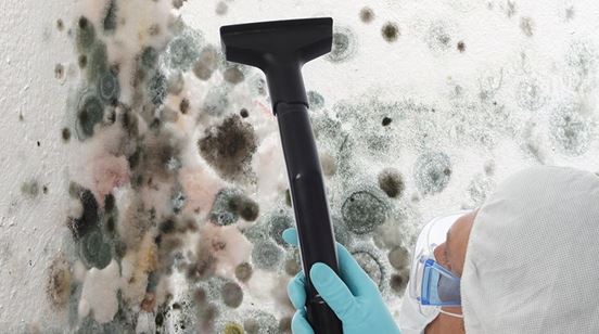 Signs You Need Mold Removal & How To Get The Services