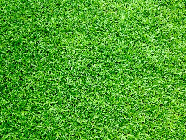 Crucial Factors to Consider When Shopping for the Best Turf Variety for Your Home