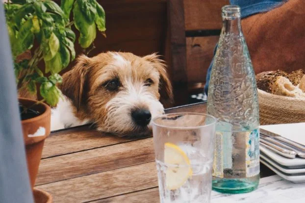 Lemonade