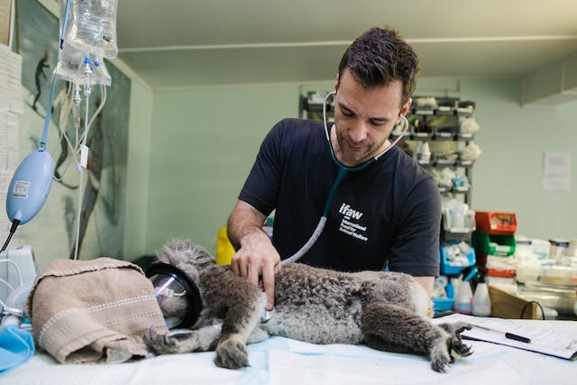 Help-Your-Pet-Live-Longer