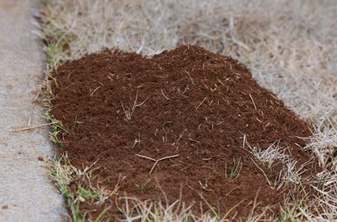 The-Dangers-of-Fire-Ant-Hills