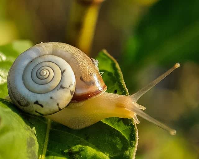 slugs-in-garden