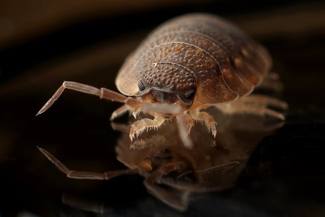 Bed-Bugs