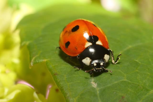 The-Bugs-and-Rodents