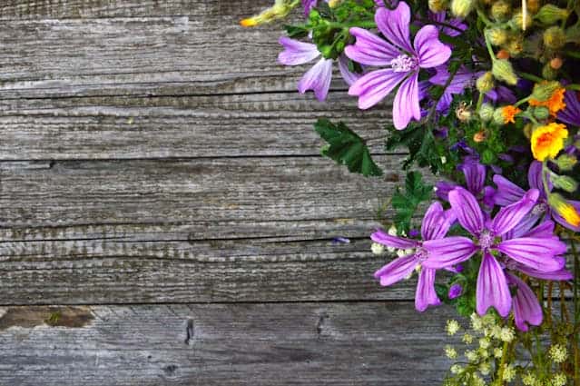 fresh-flowers