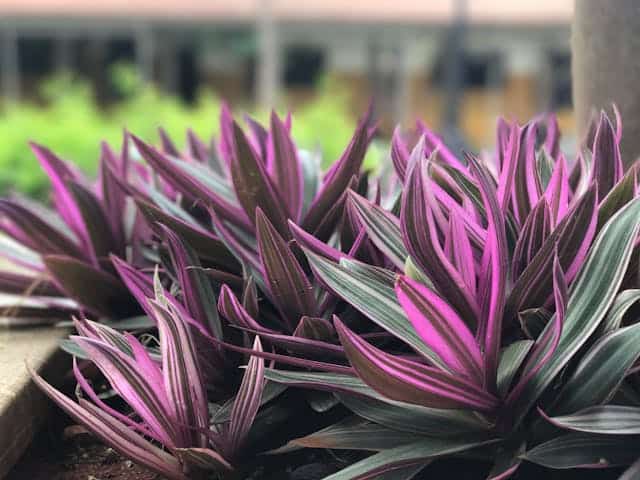 Oyster-Plant