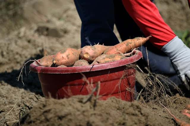 Sweet-Potato