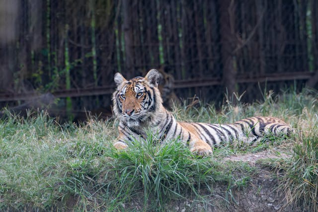 Sundarbans