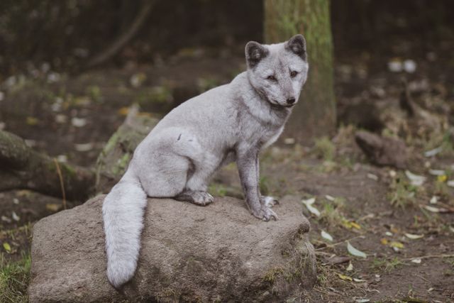 Tame-a-Silver-Fox