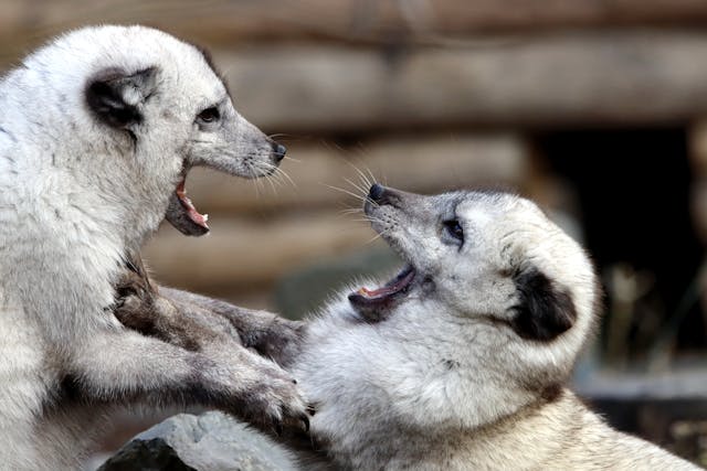 tame-a-silver-fox