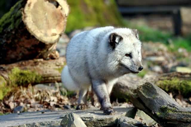 silver-fox
