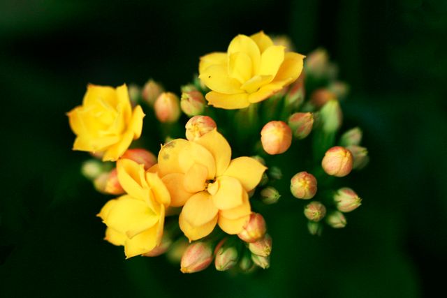 Kalanchoe