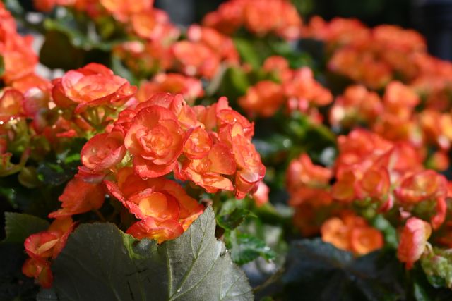 Begonias