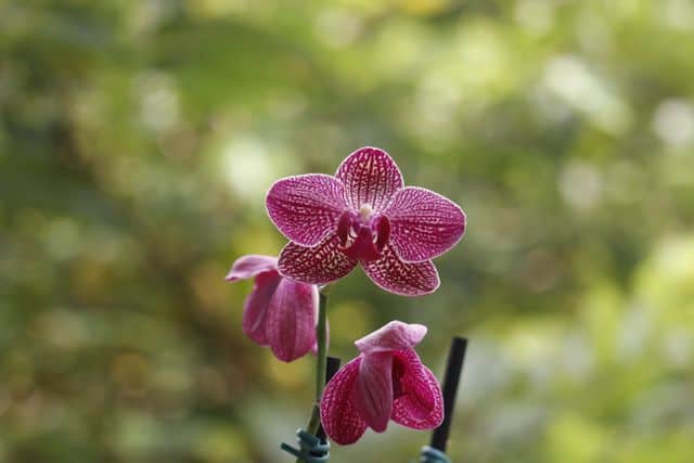 Orchids