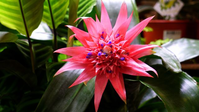 Bromeliads