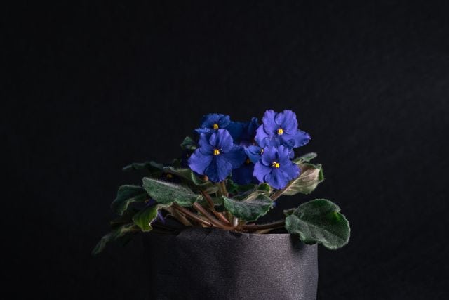 African-Violet
