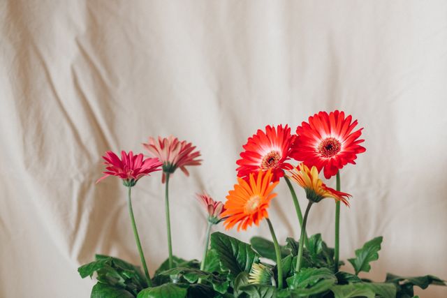 Gerbera-Daisy