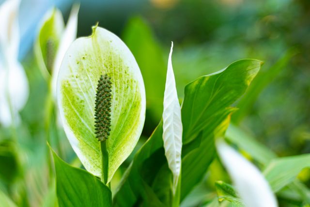  Peace-Lily