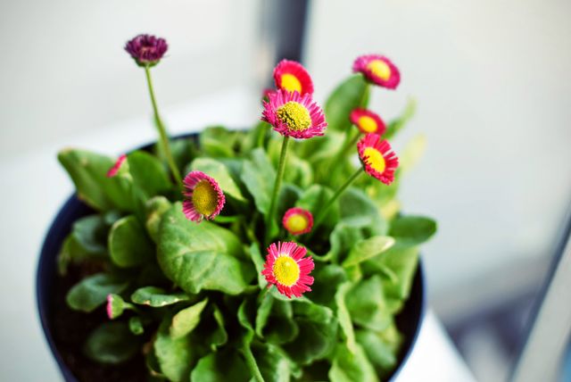 Indoor-flowering-plants